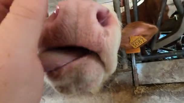 Cría Vacas Cerca Boca Vaca Lamiendo Mano Del Turista — Vídeos de Stock