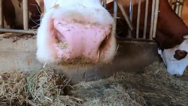 Kırsalda Hayvanlarda Doğada Çiftlikte Saman Yiyen Bir Grup Ineğe Yakın — Stok video