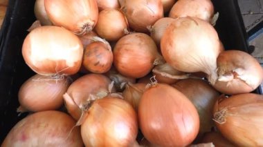 Bakır soğan dolu bir kutuda sabit kamera. İtalyan mutfağının tipik sebzeleri.