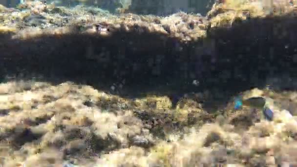 Rochers Couverts Algues Dans Belle Mer Levanzo Isole Egadi Trapani — Video