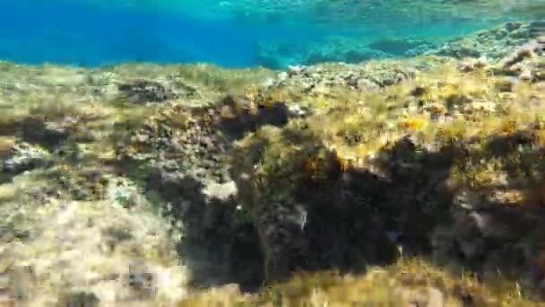 Rochers Couverts Algues Lichens Dans Mer Levanzo Isole Egadi Trapani — Video