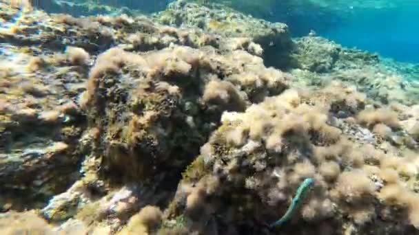 レバンゾ島の透き通った海に藻で覆われた岩 イソール エガディ — ストック動画