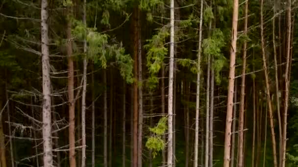 Vista aérea de Pinetrees — Vídeo de stock