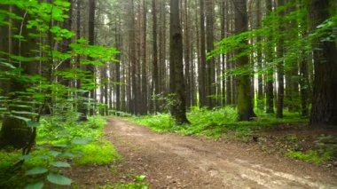 Enduro motosikletçi yeşil ormanda sürme