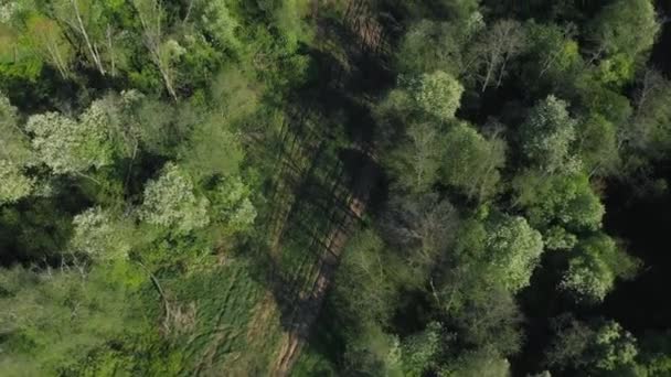 Вид с воздуха на зеленые верхушки деревьев — стоковое видео