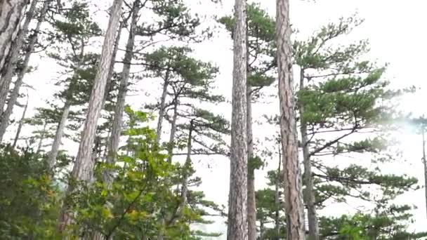 Turista Chica Camina Montaña Camino — Vídeo de stock