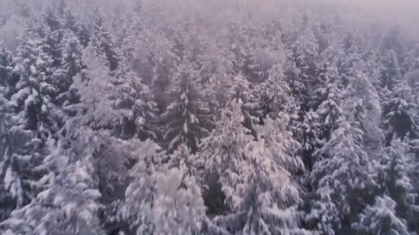 Voando sobre pinhal branco nevado no dia nublado — Vídeo de Stock