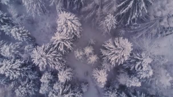 Летающие над вершинами снежных деревьев в зимнем лесу — стоковое видео