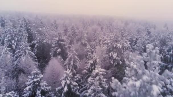 Vôo baixo sobre floresta de pinheiros nevados no dia de inverno, tiro aéreo — Vídeo de Stock