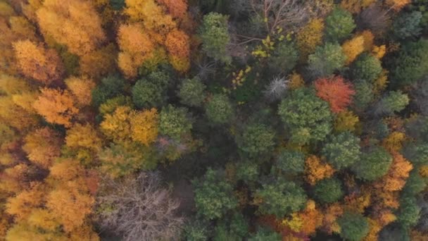 Aerial colorful autumn forest with yellow orange green trees Video Clip