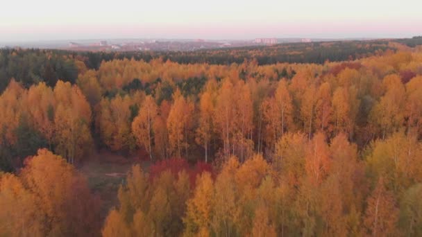 Aerial colorful autumn forest with yellow orange green trees Royalty Free Stock Video