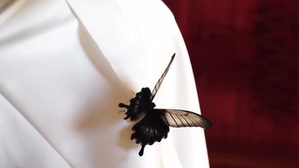 Tropický motýl sedí na bílých svatebních šatech, zblízka