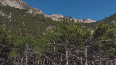 dağlarda ateş, hava bir çam ormanına kamera iner