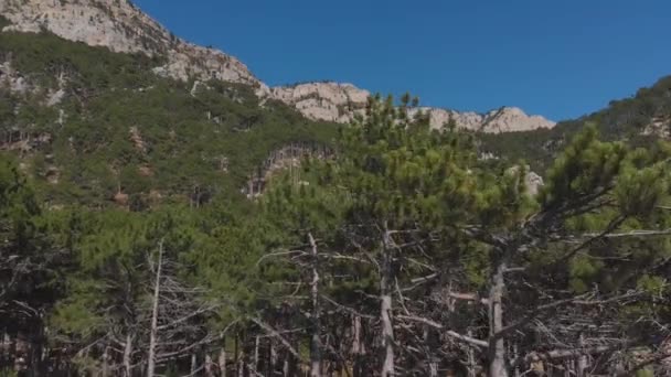 Câmera desce em uma floresta de pinheiros nas montanhas, tiro aéreo — Vídeo de Stock