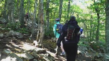 Orman iz dağlara tırmanmak sırt çantaları ile dağcılar hiking, arkadan görünüm