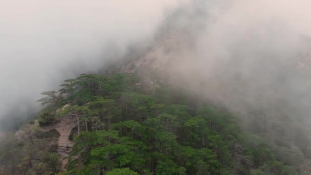 Туманний ліс, безпілотник летить крізь хмари на вершині гори, повітряний постріл — стокове відео