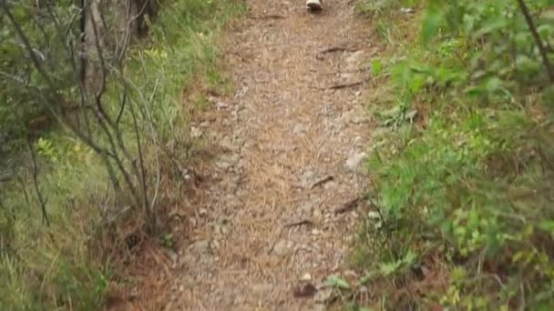 Arkadan görünüş, yazları parkta yürüyüş sırasında ormandaki izinde yürüyen turist — Stok video