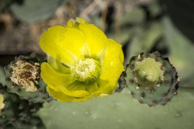 Opuntia ficus-indica, genellikle dikenli armut, incir ağacı, dikenli armut, dikenli armut olarak bilinir, kaktüs familyasından bir çalı bitkisidir.
