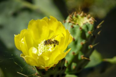 Opuntia ficus-indica, genellikle dikenli armut, incir ağacı, dikenli armut, dikenli armut olarak bilinir, kaktüs familyasından bir çalı bitkisidir.