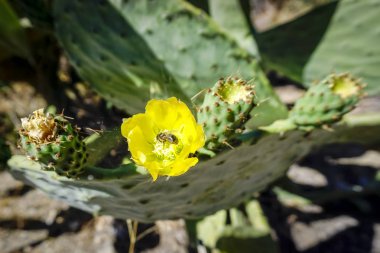 Opuntia ficus-indica, genellikle dikenli armut, incir ağacı, dikenli armut, dikenli armut olarak bilinir, kaktüs familyasından bir çalı bitkisidir.