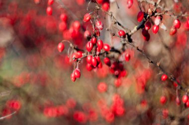 Ağacın dallarında dikenler