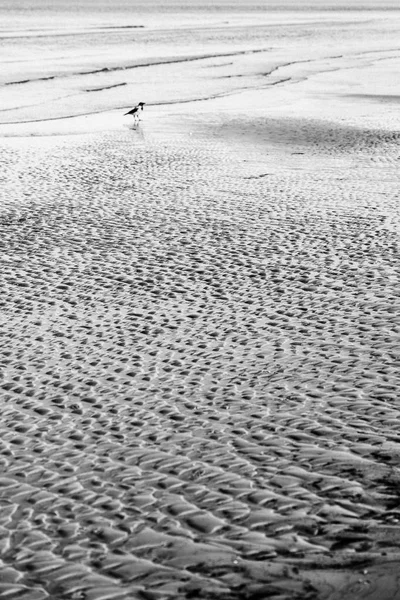 Eine Krähe Strand Ostsee Bucht — Stockfoto