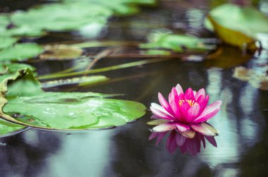 bir havuzda bir Nilüfer çiçeği