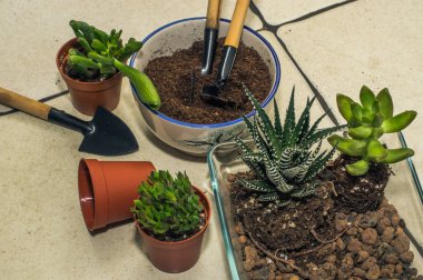 Oda succulents nakli. kompozisyon, flo oluşturulması
