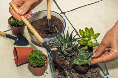 Oda succulents nakli. kompozisyon, flo oluşturulması
