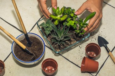 Oda succulents nakli. kompozisyon, flo oluşturulması