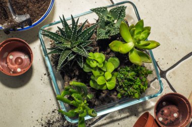 Oda succulents nakli. kompozisyon, flo oluşturulması