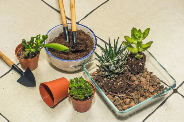 Oda succulents nakli. kompozisyon, flo oluşturulması