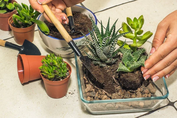 Oda succulents nakli. kompozisyon, flo oluşturulması