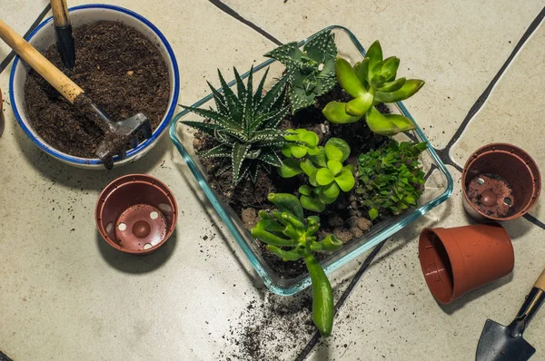 Oda succulents nakli. kompozisyon, flo oluşturulması