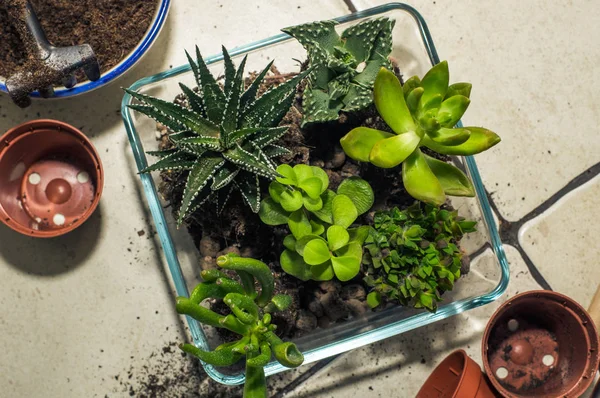 Oda succulents nakli. kompozisyon, flo oluşturulması
