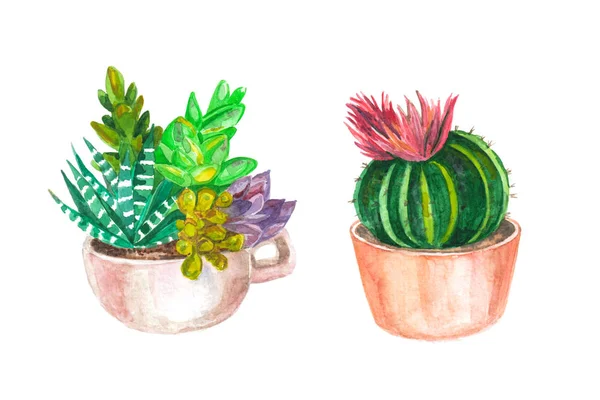 kaktüsler ve succulents suluboya seamless modeli. suluboya 
