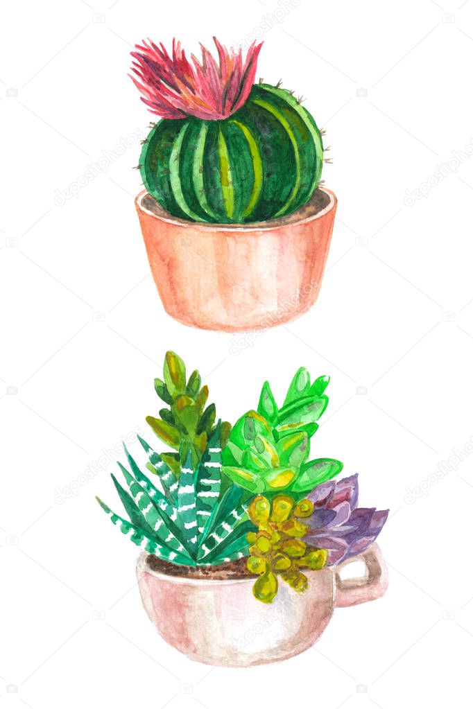 watercolor seamless pattern of cacti and succulents. watercolor 