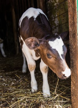 Ahır hayvanlarda. İnek anası ile fotoğraf küçük bir buzağı. Çiftlik üzerinde yaşayan. Köyü.