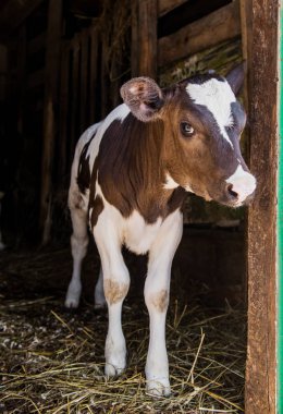 Ahır hayvanlarda. İnek anası ile fotoğraf küçük bir buzağı. Çiftlik üzerinde yaşayan. Köyü.