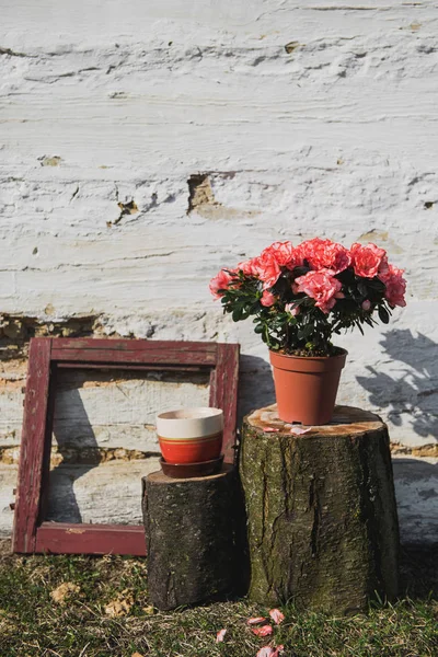 Tavaszi Kompozíció Rózsaszín Virágok Egy Bankot Háttérben Fal Ház Növény — Stock Fotó