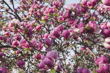 Bahar çiçekleri. Manolya çiçek bir ağaç üzerinde. Park, Bahçe içinde güzel pembe bitkiler büyümek. Sıcak güneşli gün. Doğal güzellik şehir merkezinde. Kadınlar için bir hediye. Bahar çiçekleri aşkına.
