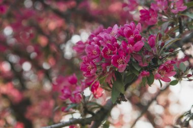 Bahar çiçekleri. Park, Bahçe içinde güzel pembe bitkiler büyümek. Sıcak güneşli gün. Doğal güzellik şehir merkezinde. Kadınlar için bir hediye. Bahar çiçekleri için seviyorum. Parlak ağaç ile pembe çiçek çiçeklenme