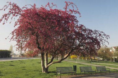 Bahar çiçekleri. Park, Bahçe içinde güzel pembe bitkiler büyümek. Sıcak güneşli gün. Doğal güzellik şehir merkezinde. Kadınlar için bir hediye. Bahar çiçekleri için seviyorum. Parlak ağaç ile pembe çiçek çiçeklenme