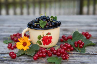 Gri ahşap bir masada bir fincan taze çilek. Yeşil yaprakları ve çiçek ile kırmızı ve siyah frenk üzümü. Üstte görüntü. 