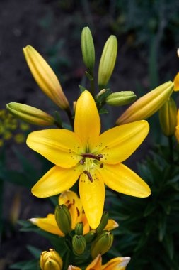 Yaz bahçesinde yetişen sarı bir zambak çiçeği. Zambak buketi. Çiçeklerin yapraklarına damlalar. Doğada güzel narin bitki