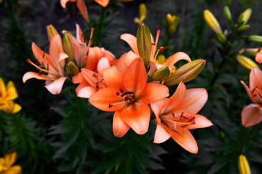 Yaz bahçesinde yetişen portakal zambağı çiçeği. Zambak buketi. Çiçeklerin yapraklarına damlalar. Doğada güzel narin bitki. 