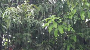 Trees are hit by heavy rains in the season