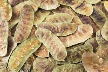 Akasya bakla - Senna Kütüphanesi - Cassia acutifolia