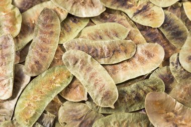Acacia pods - Senna alexandrina - Cassia acutifolia clipart