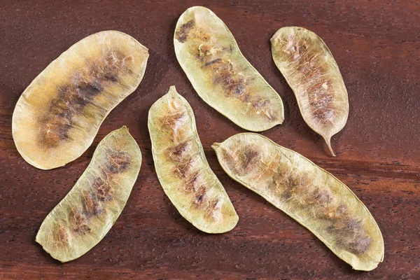 Acacia Pods Senna Alexandrina Cassia Acutifolia — Stock Photo, Image